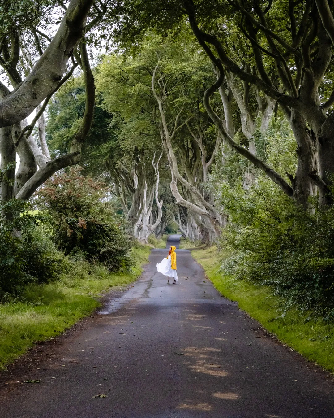 Dark Hedges & Dark Hedges Estate