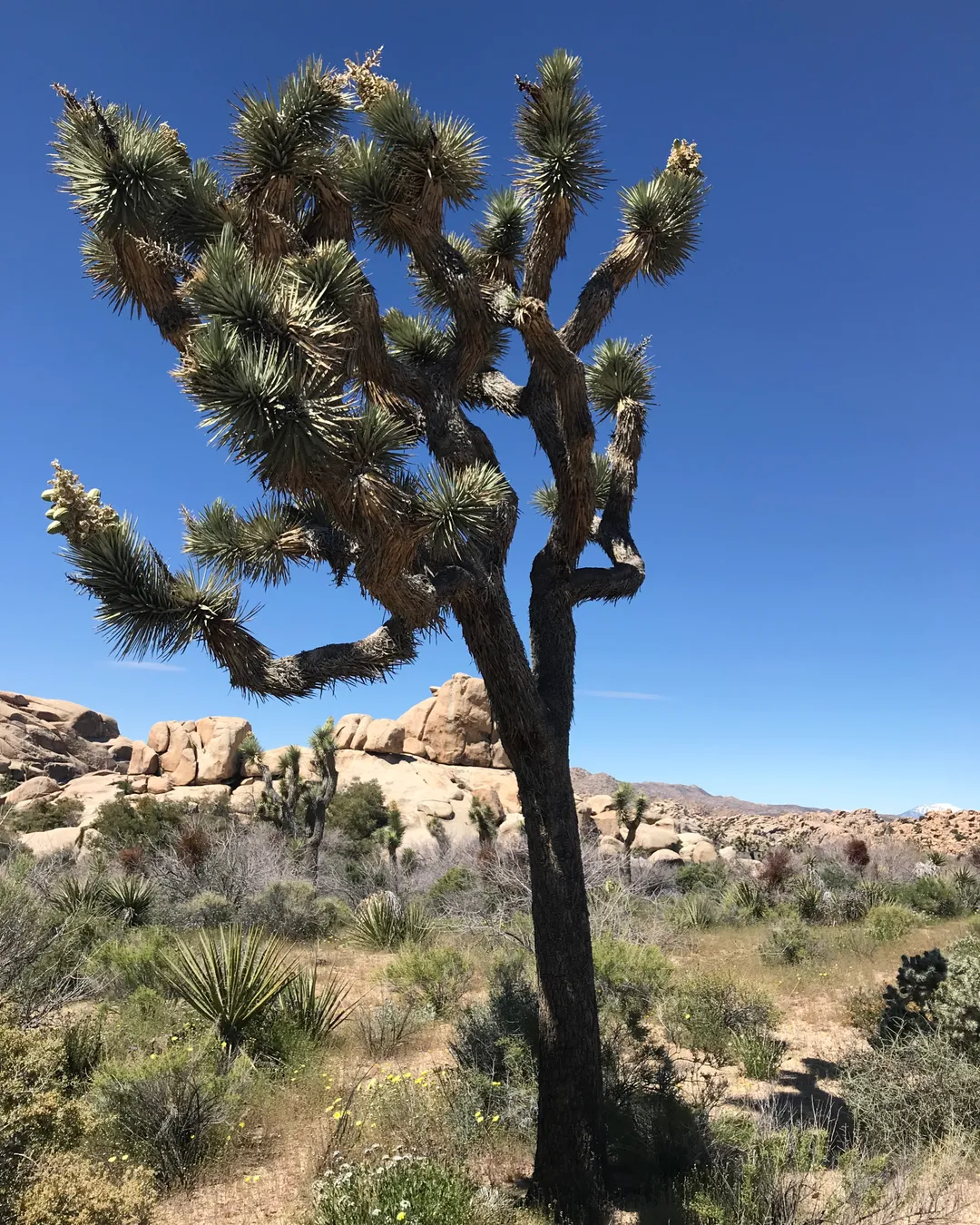 Parc national de Joshua Tree