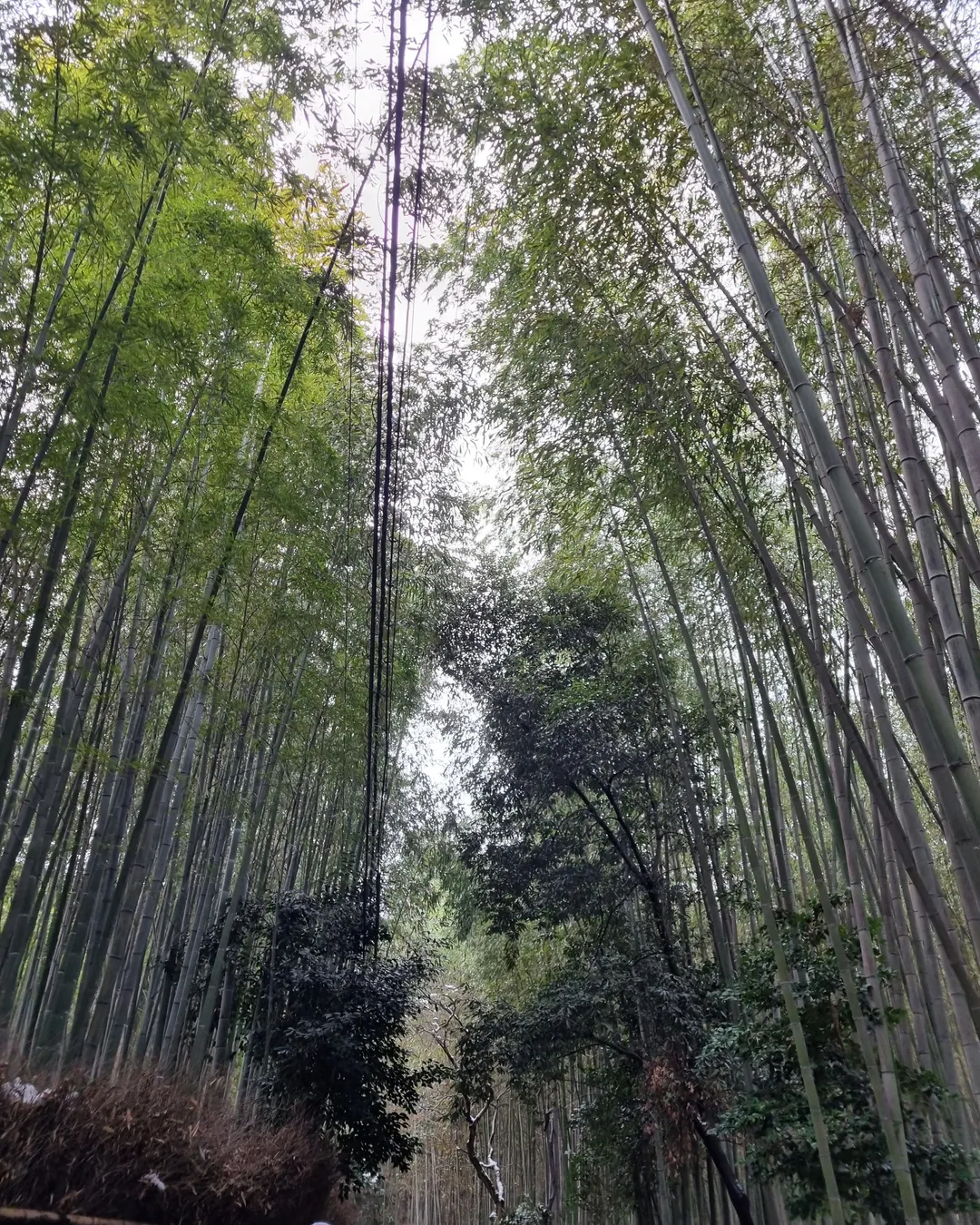 Arashiyama Bamboo Forest