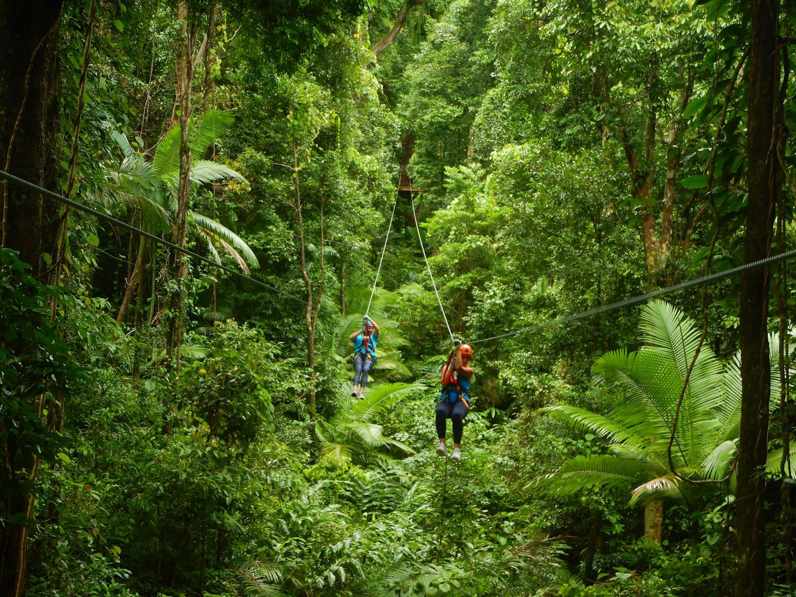 Treetops Adventure Cape Tribulation