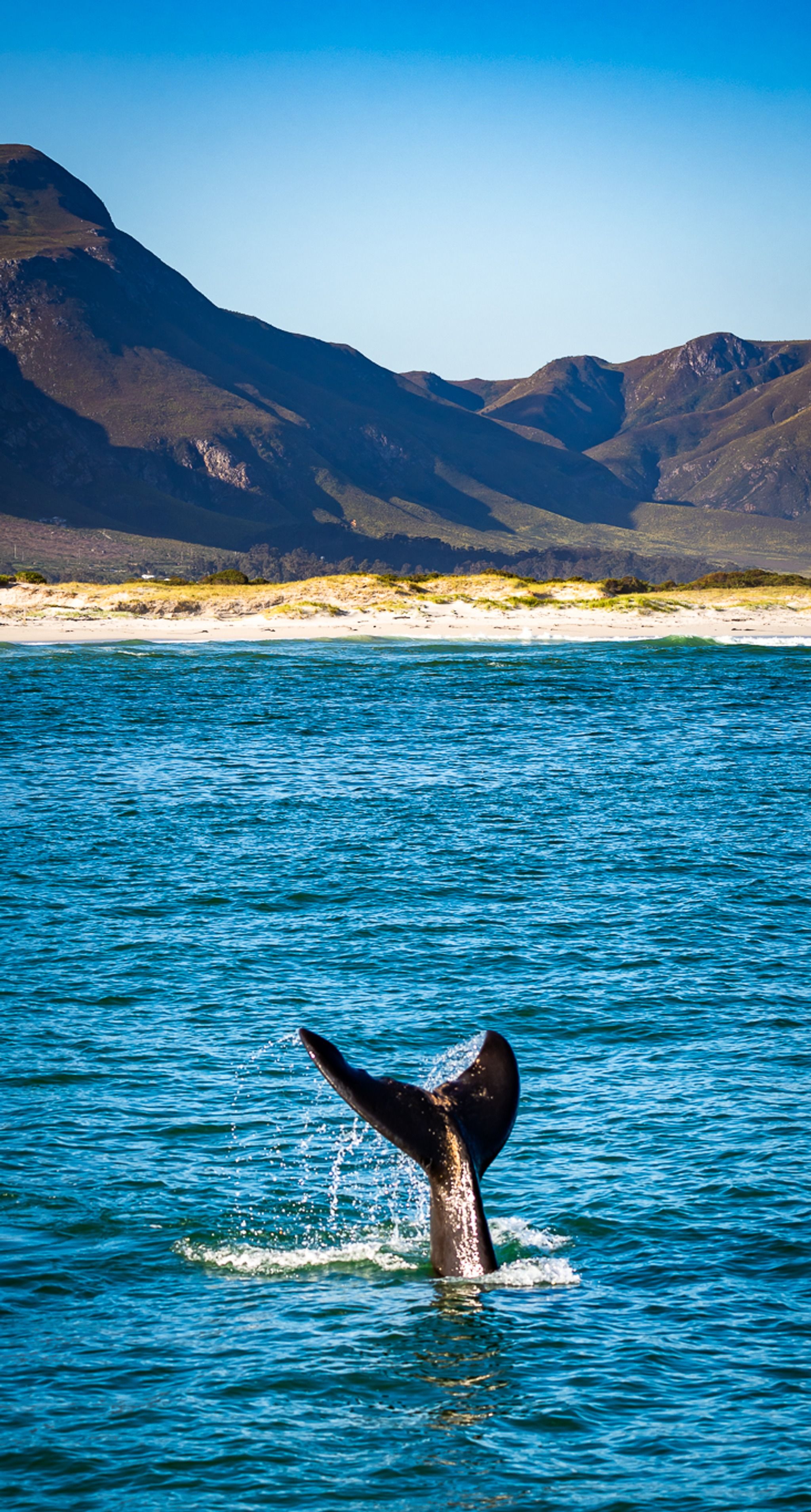 Southern Right Charters