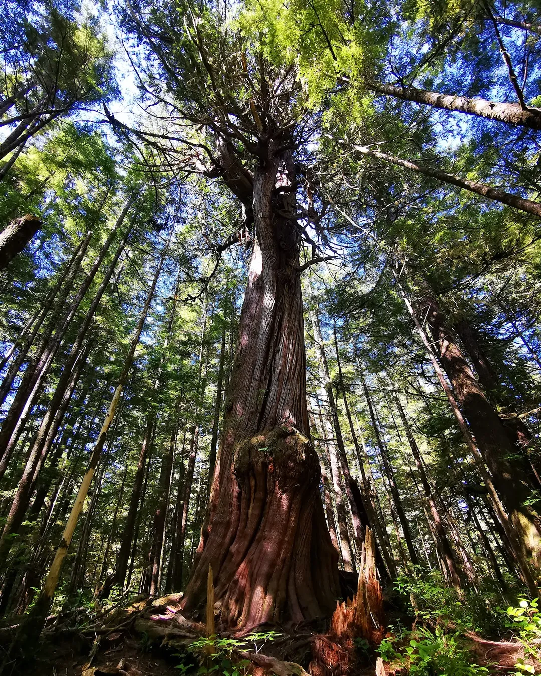 San Josef Bay Campground