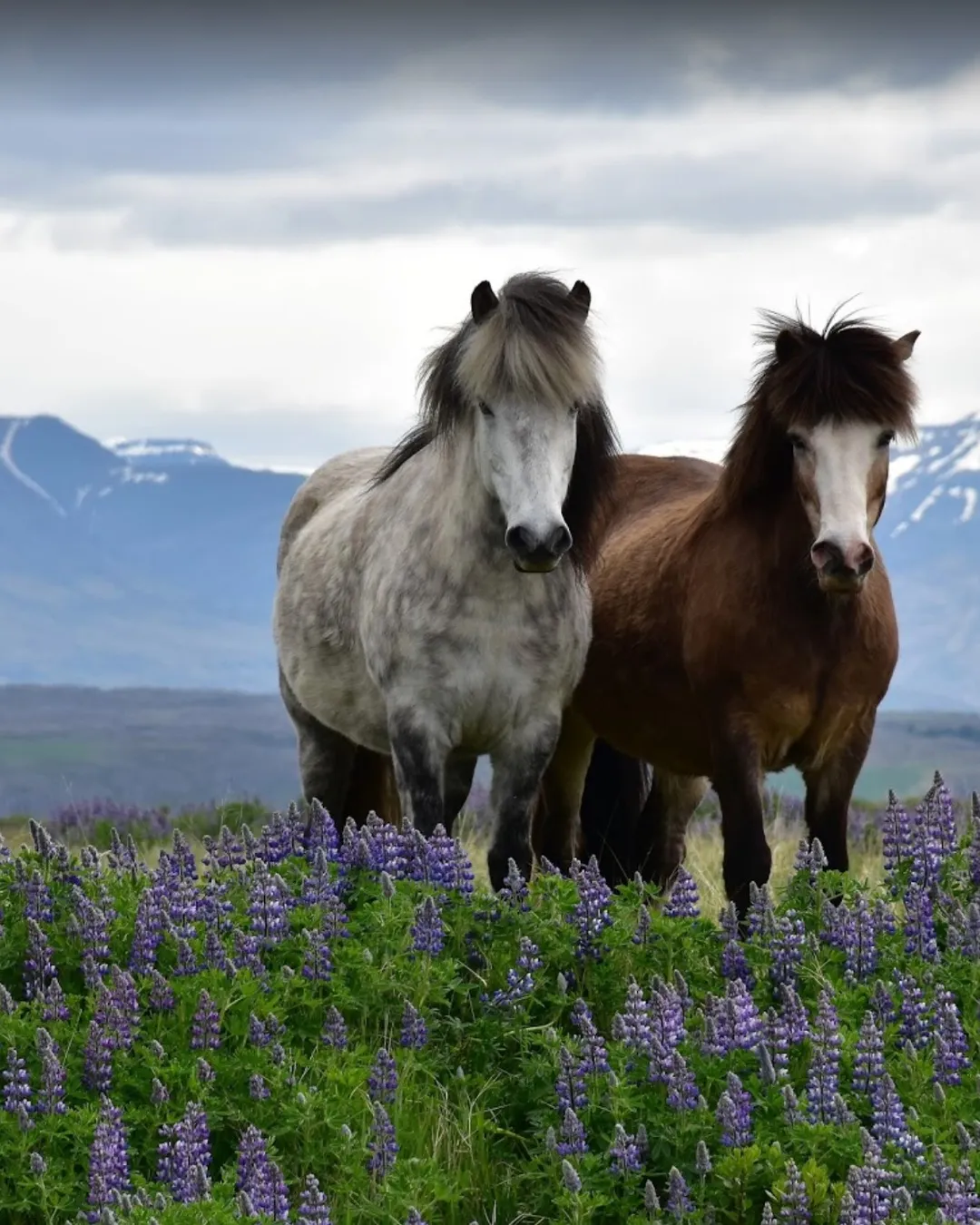 Hestasport Cottages & Horseback Riding