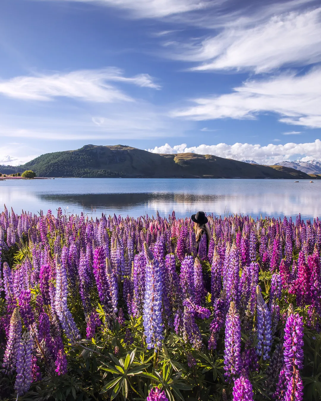 Lupins Lake Tekapo