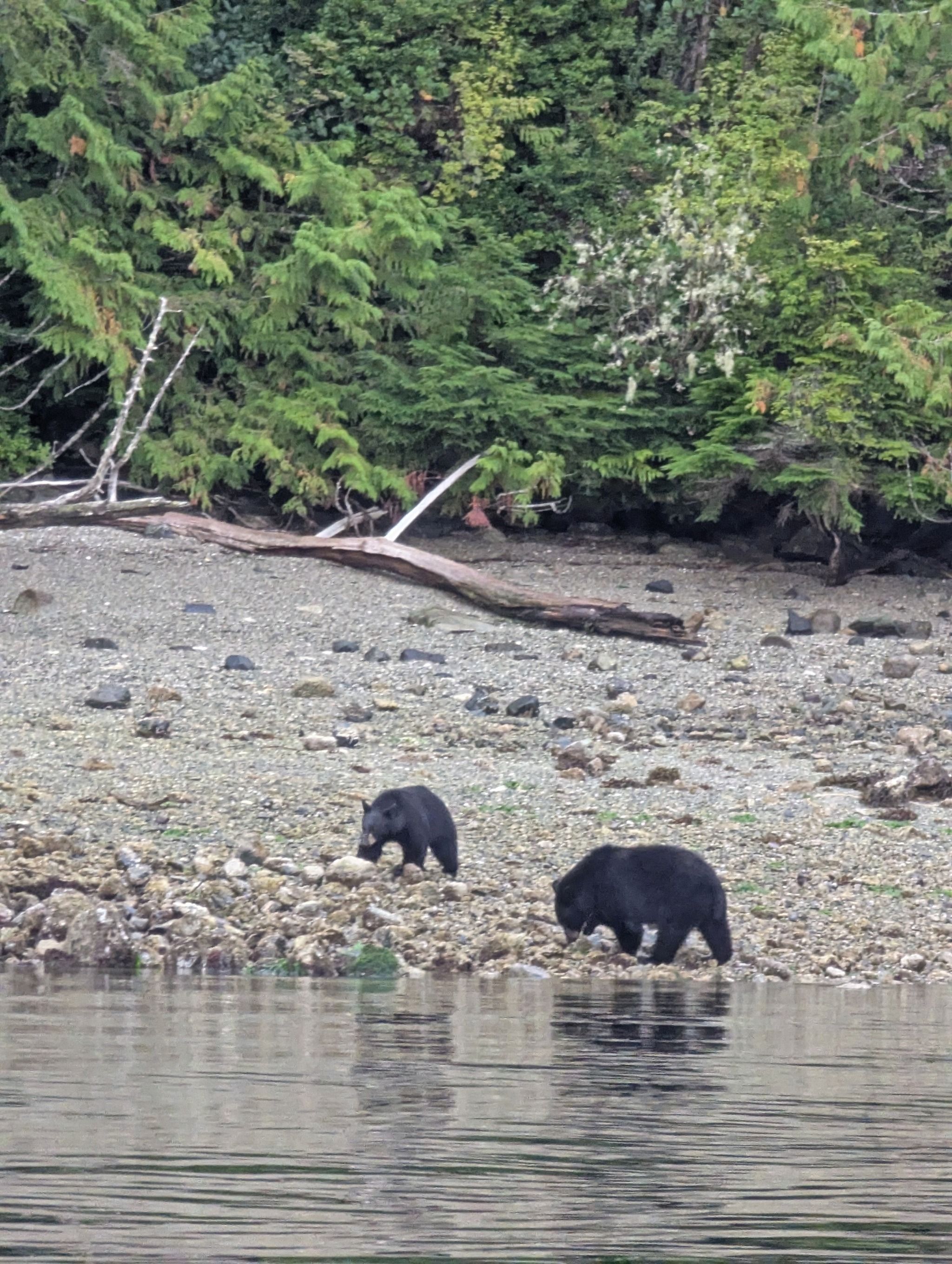 Nomad Adventure Guides (previously Long Beach Nature Tours)