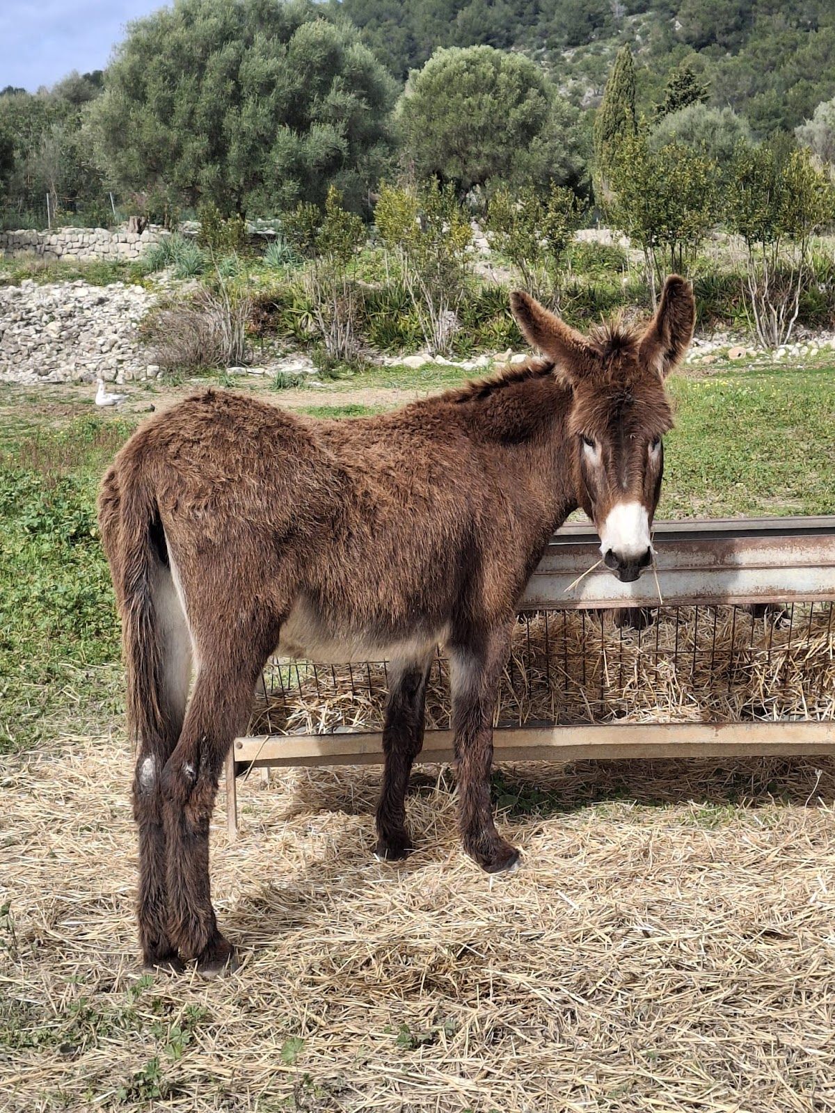 Mad Donkey Mallorca - Finca Ca´n Sureda