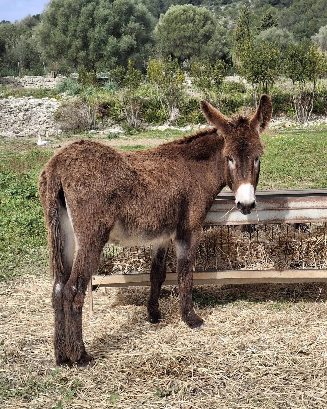 Mad Donkey Mallorca - Finca Ca´n Sureda