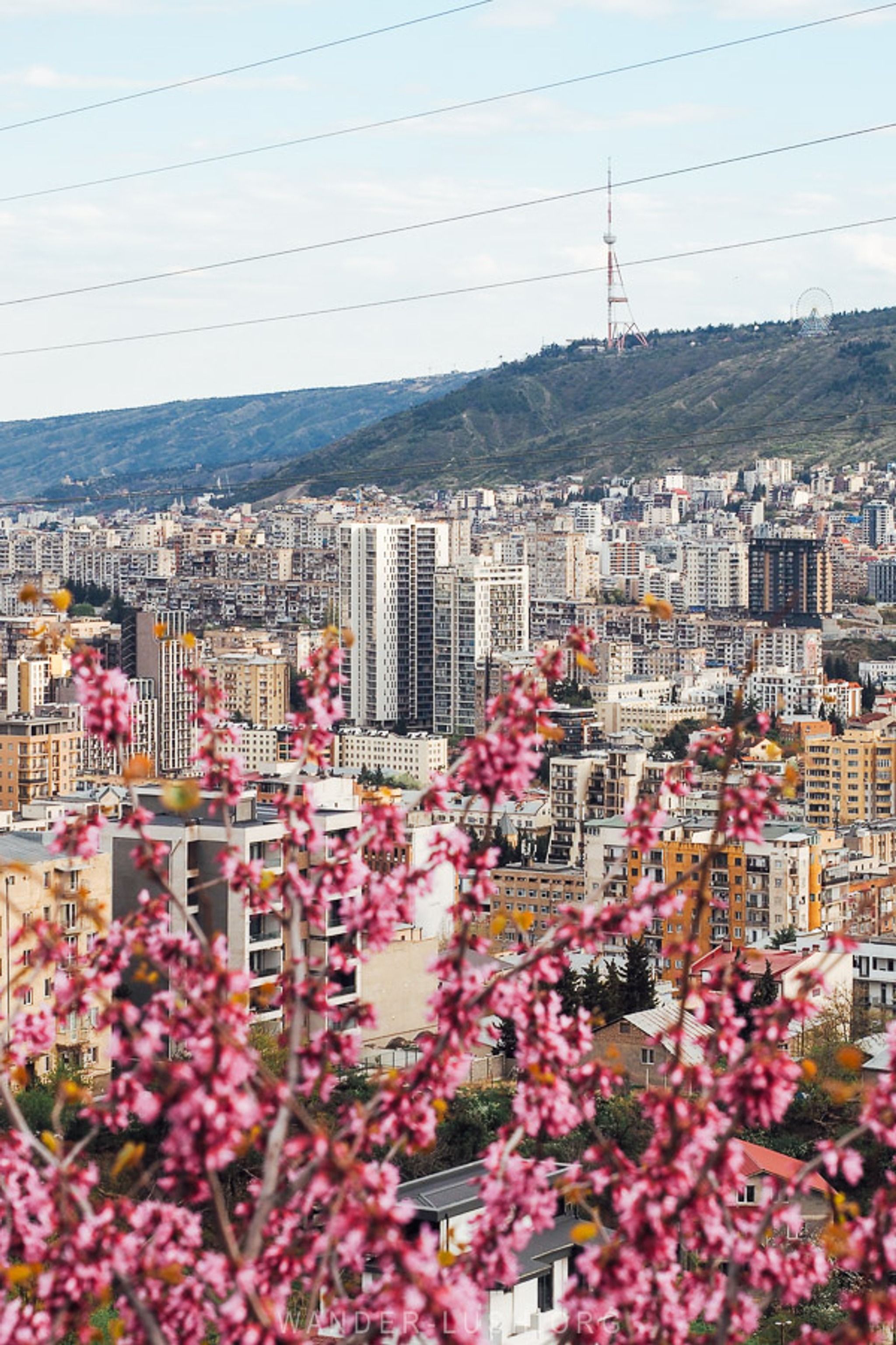 Saburtalo Judas Trees