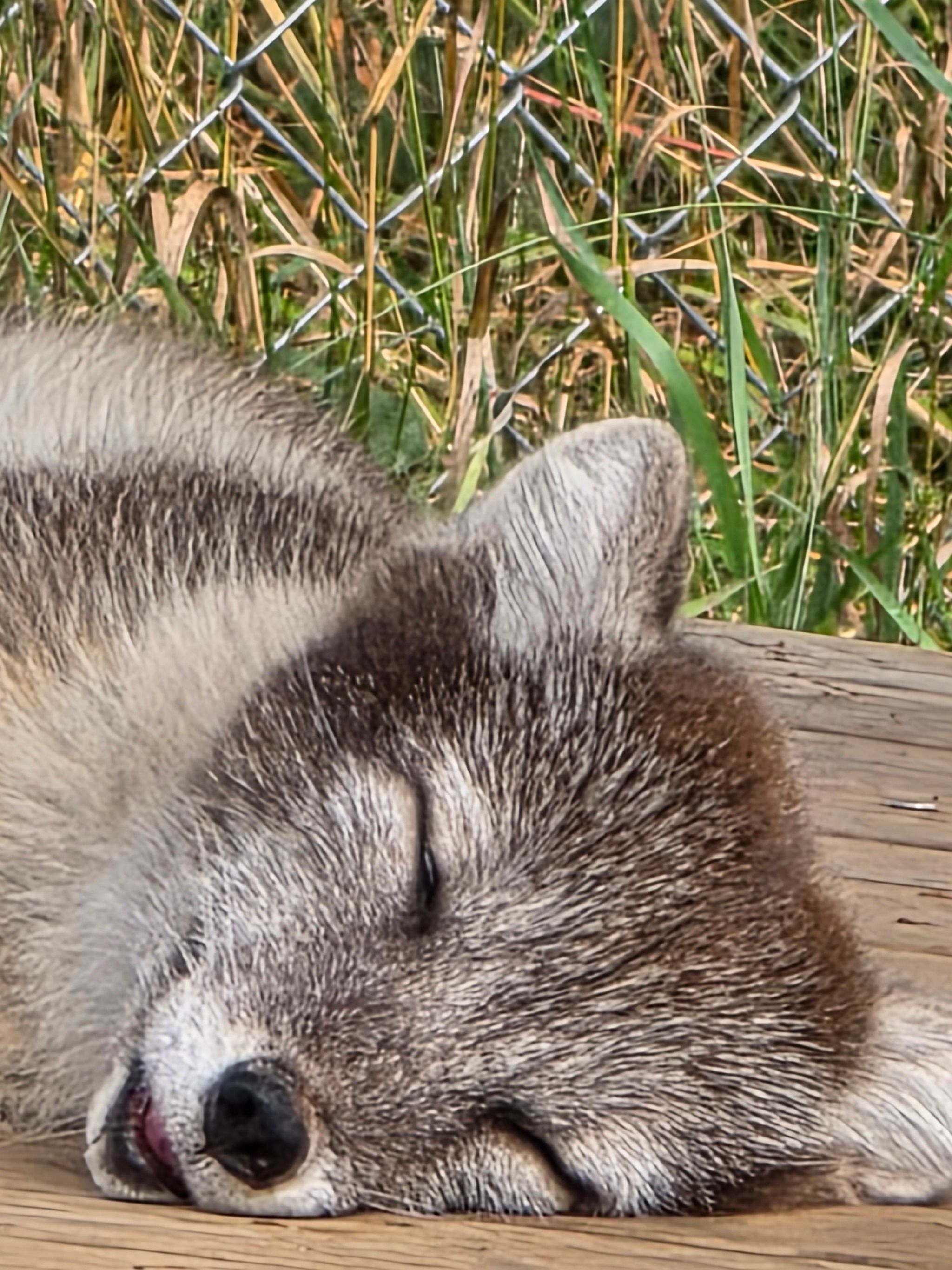 Arctic Fox Centre