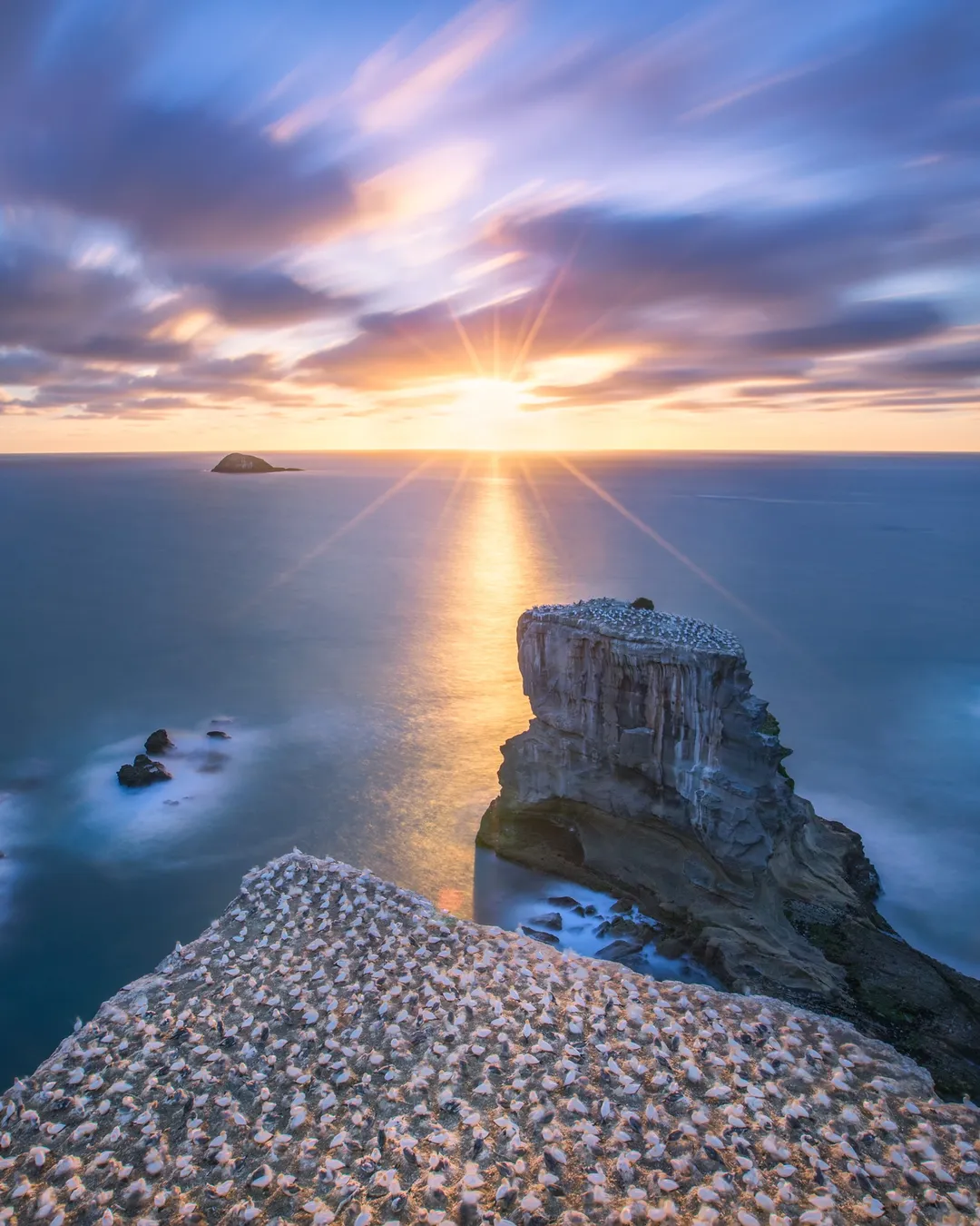 Muriwai Gannet Colony Lookout Auckland