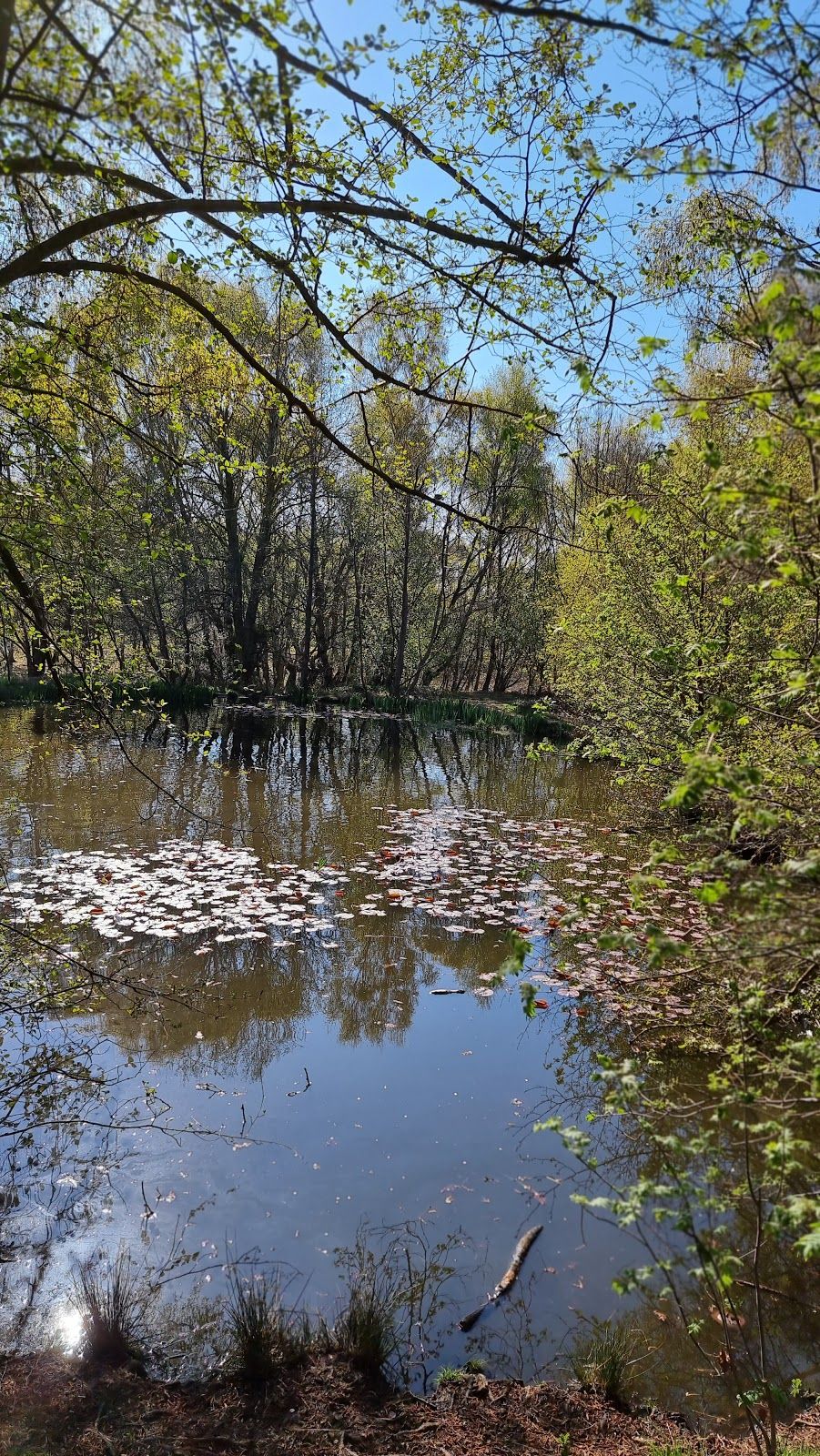 Highgate Common