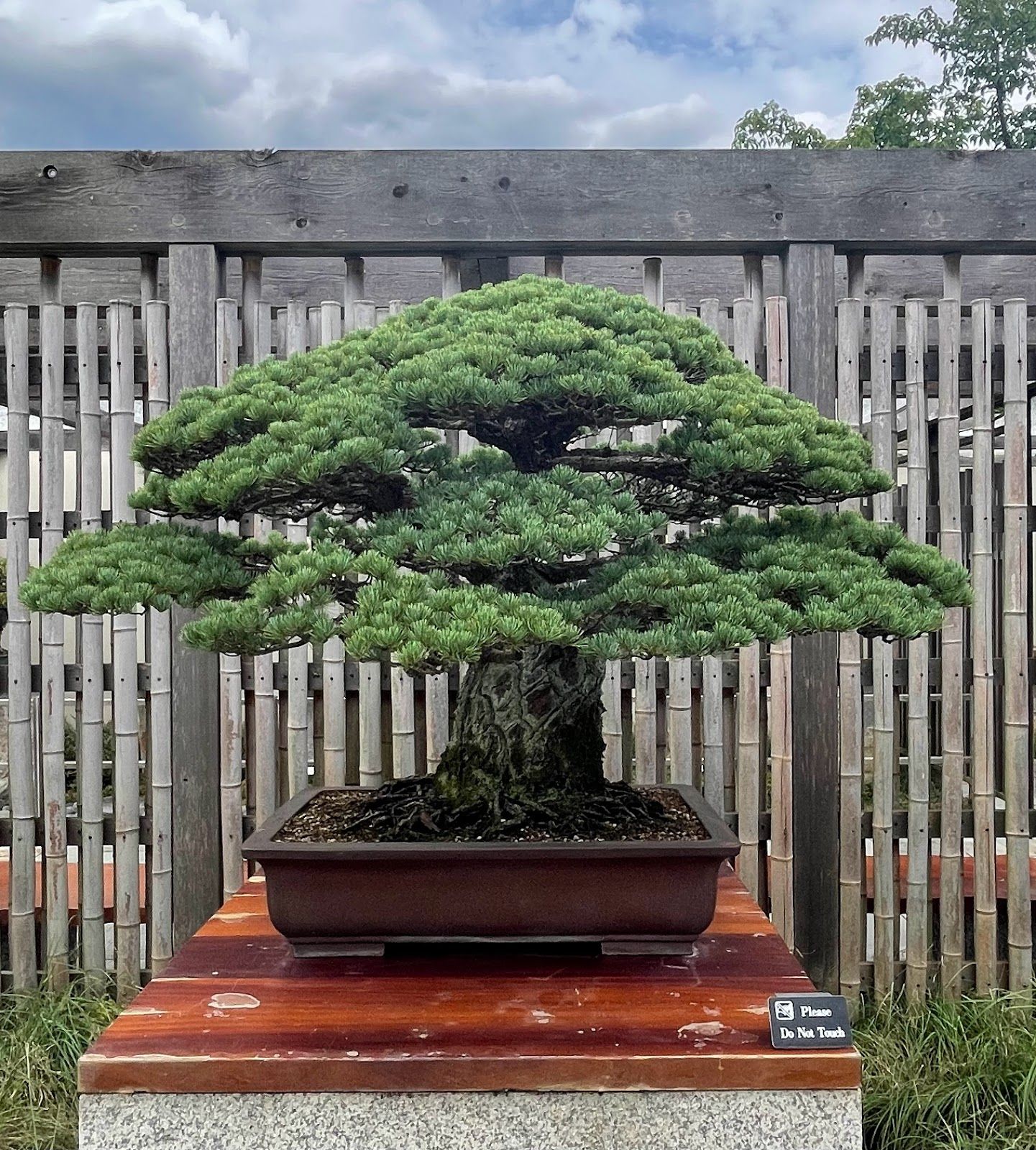 National Bonsai & Penjing Museum