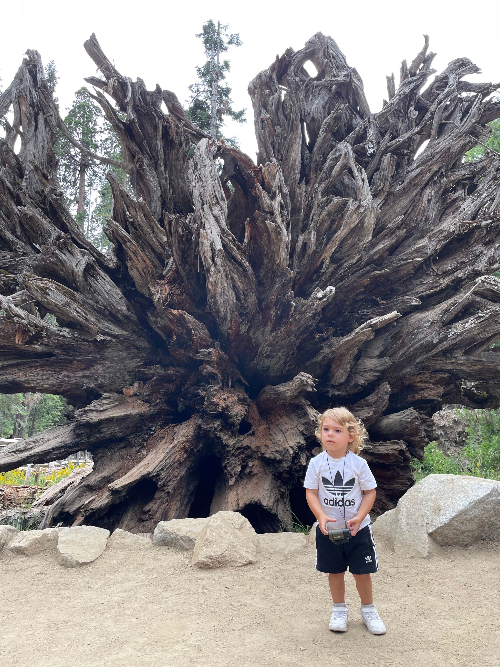 Mariposa Grove: Giant Sequoias