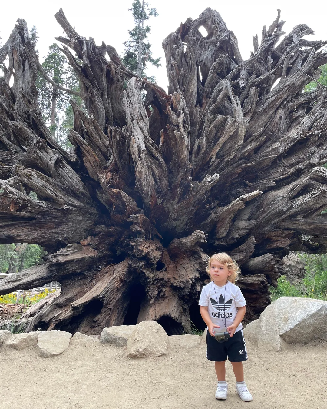 Mariposa Grove: Giant Sequoias