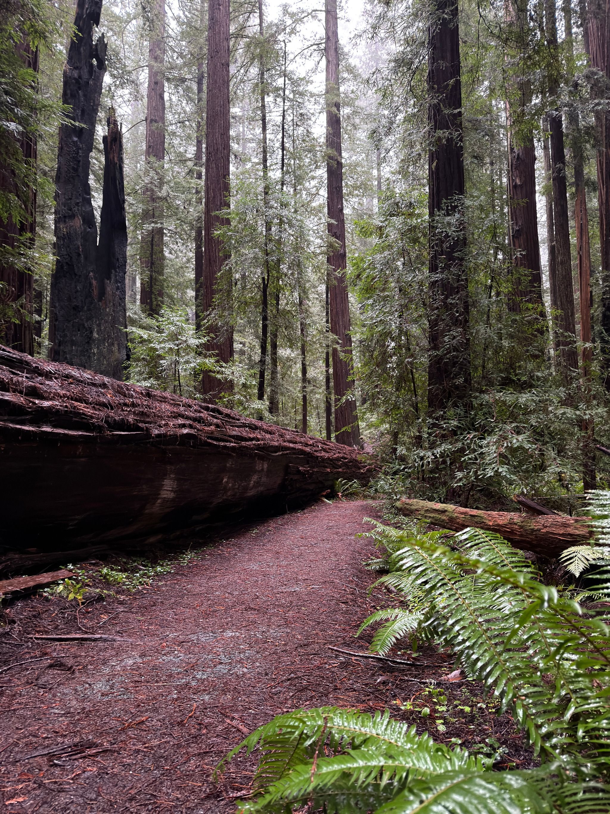 Rockefeller Loop Trail.