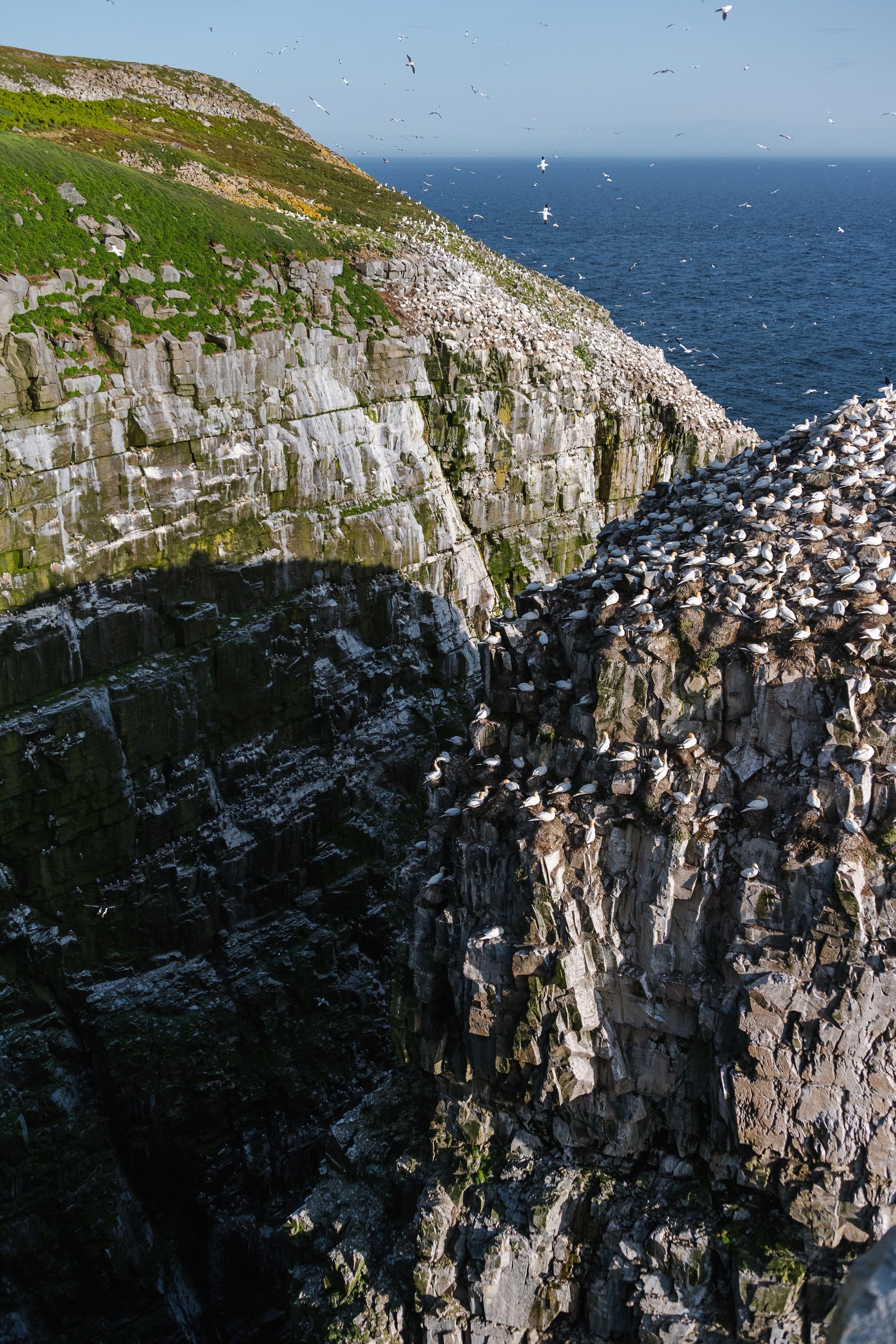 Cape Saint Mary's Ecological Reserve