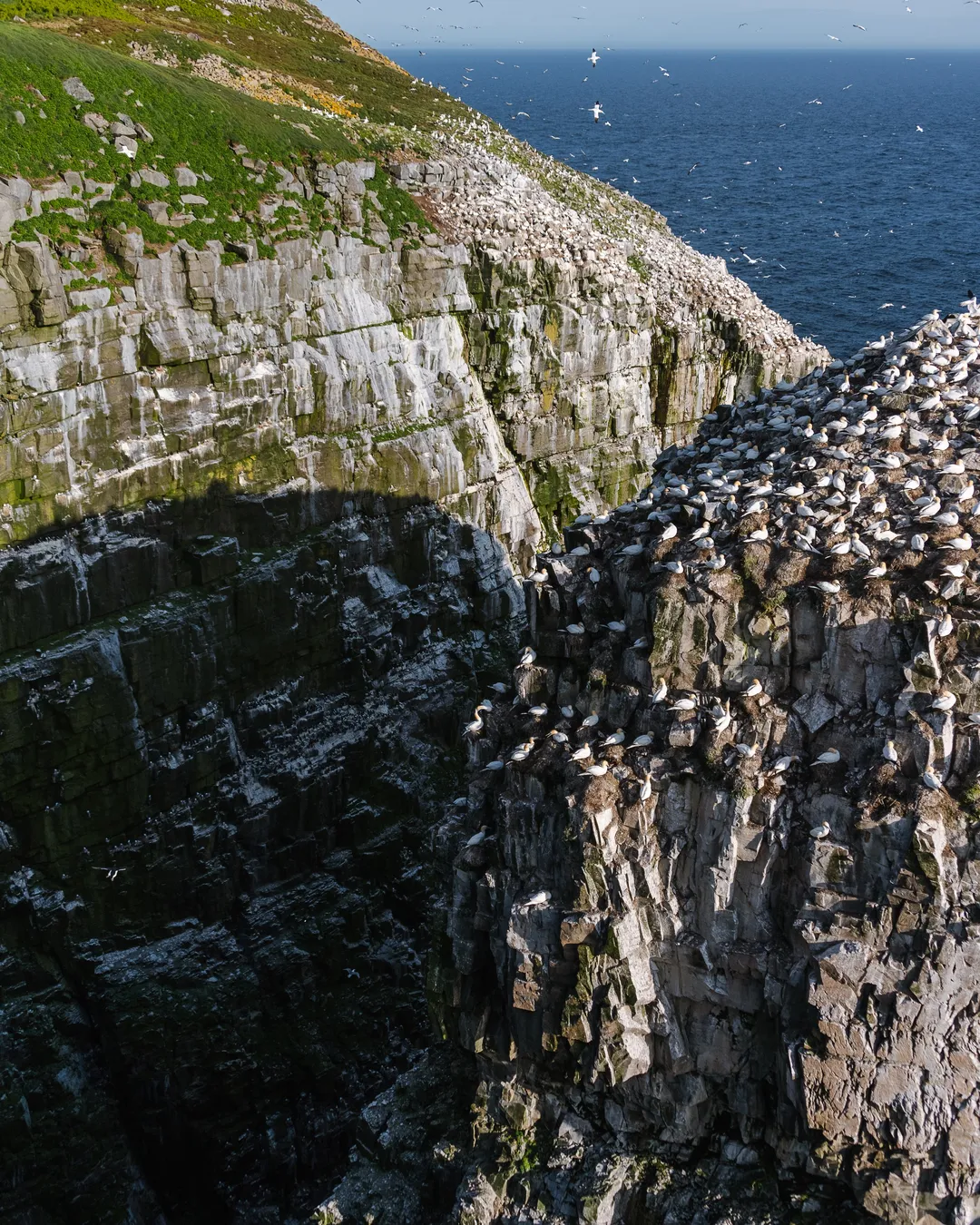 Cape Saint Mary's Ecological Reserve