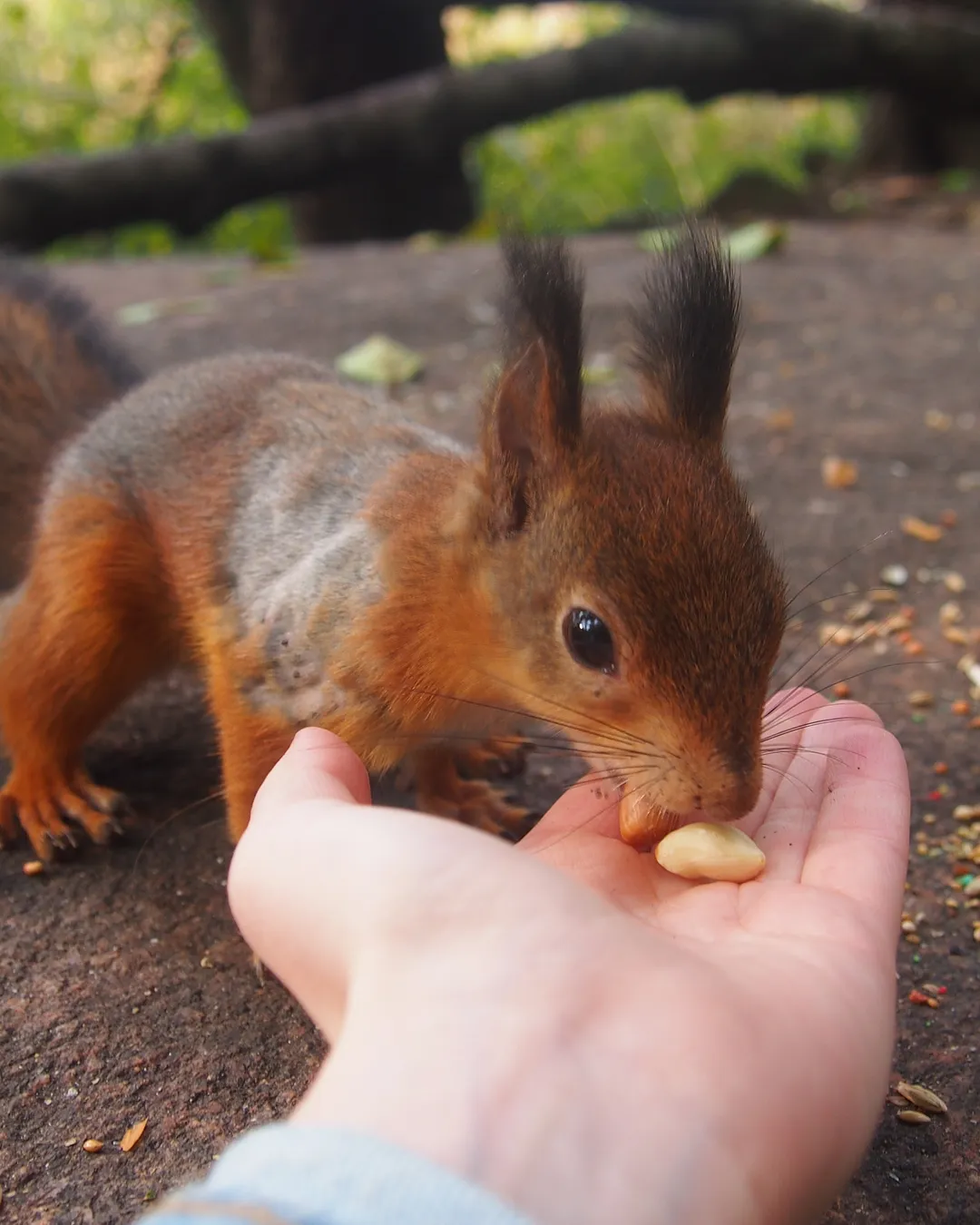 Katariinanlaakso Nature Conservation Area
