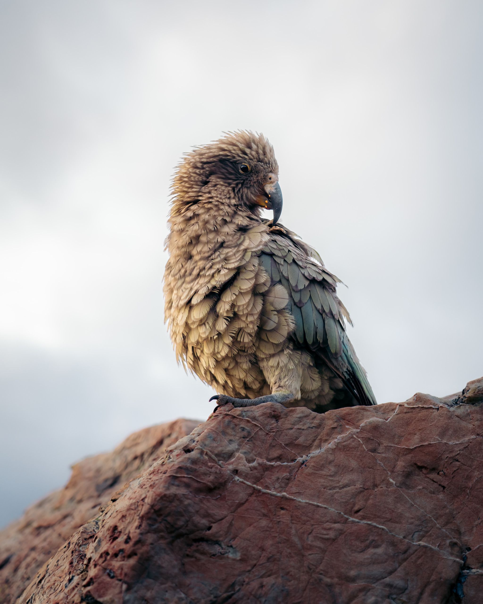 Watching the Kea 