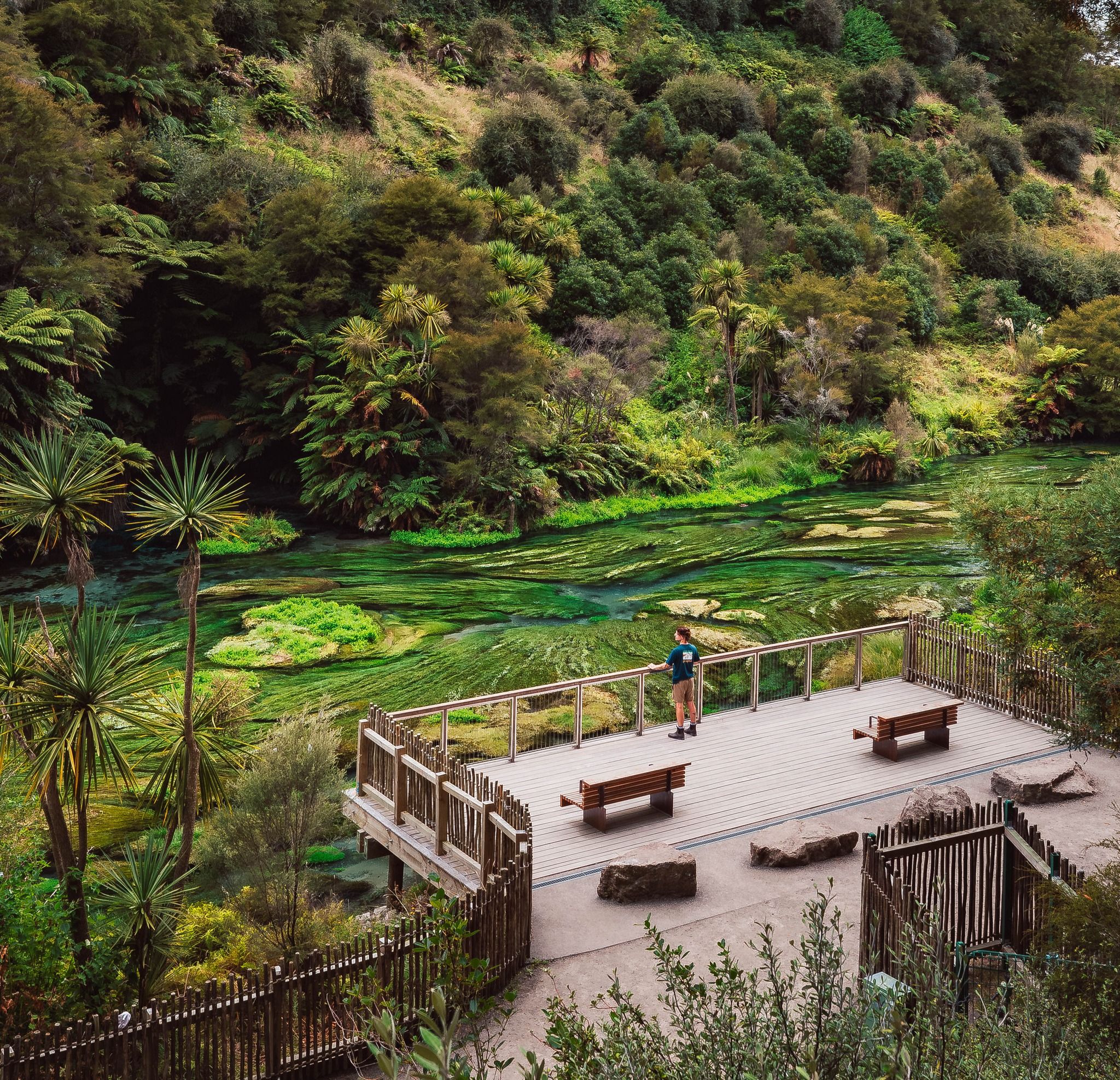    Blue Spring (Te Waihou Walkway)
