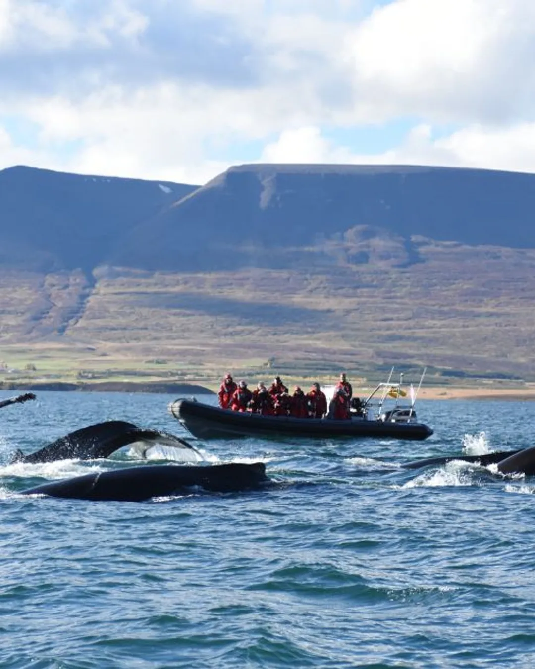 Rib Boat Whale Watching Akureyri