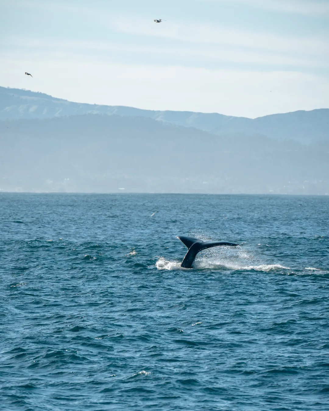 Princess Monterey Whale Watching