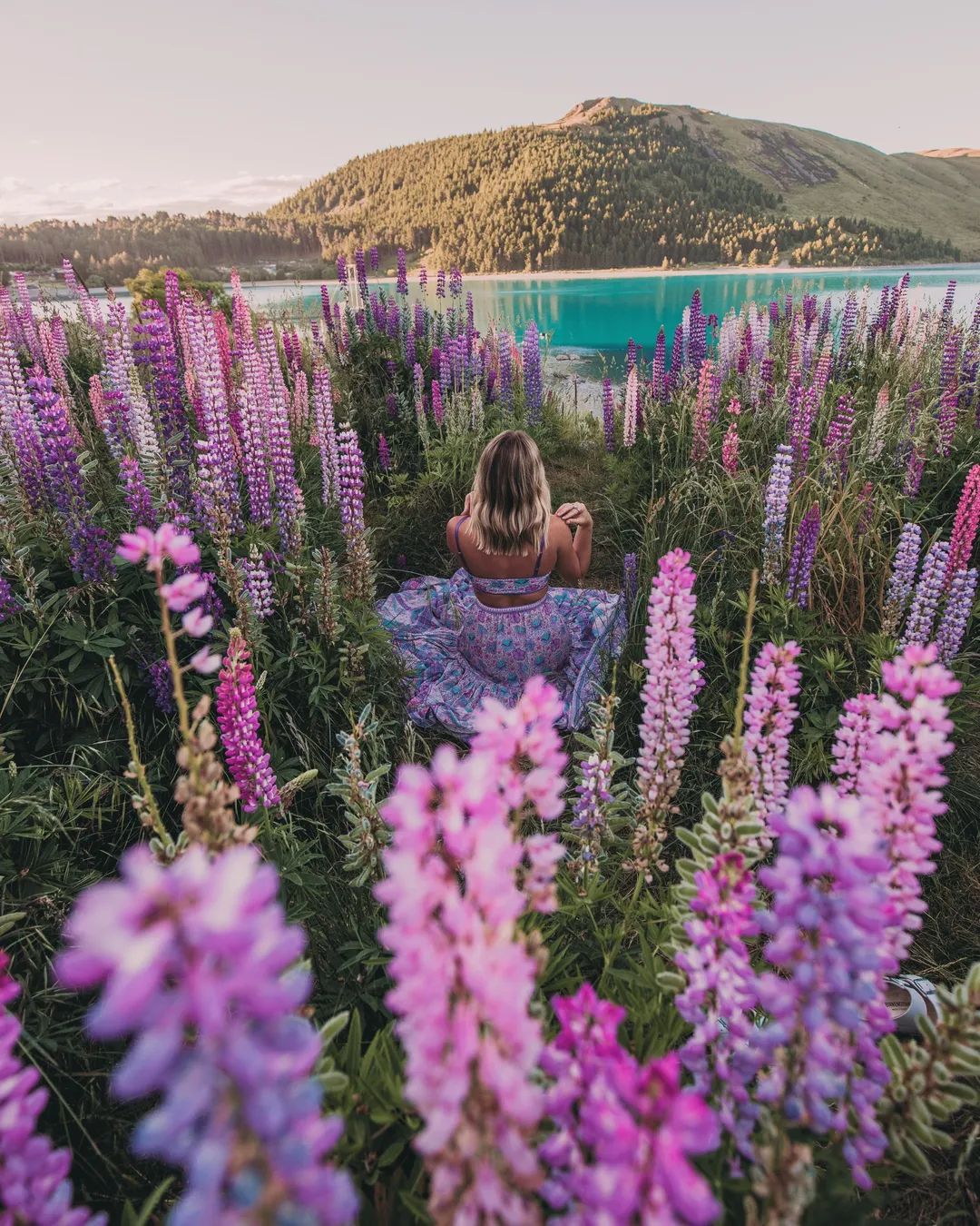 Lake Tekapo Lupins