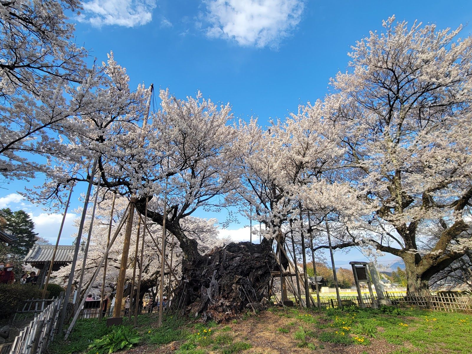 Yamataka Jindai Zakura - Japan - Rexby