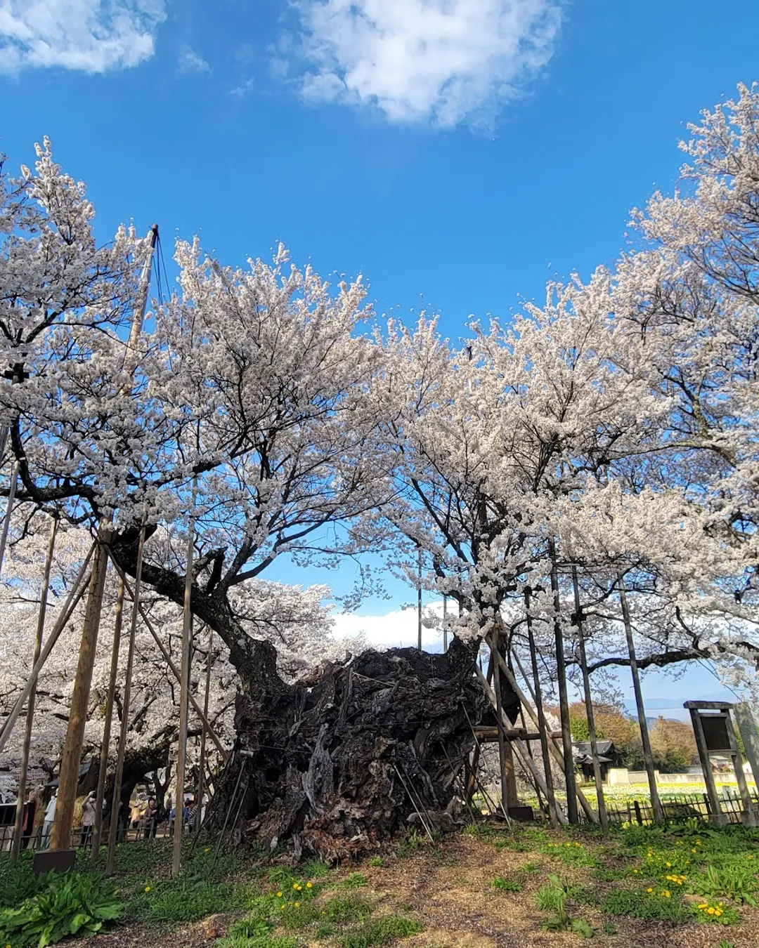 🌸🩷 Sakura 🩷🌸 see you again ^^ #meishan #sakura