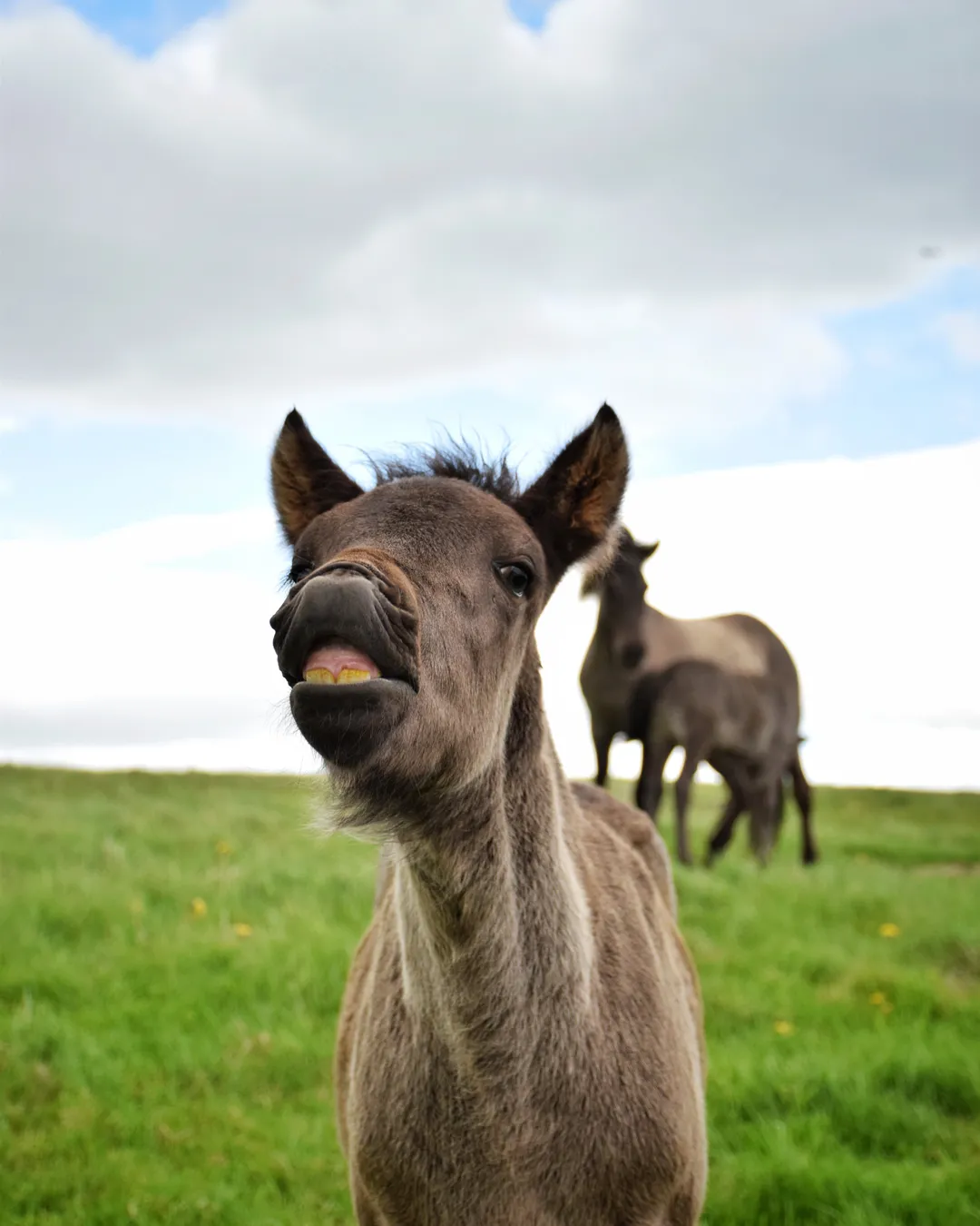 Icelandic Horseworld