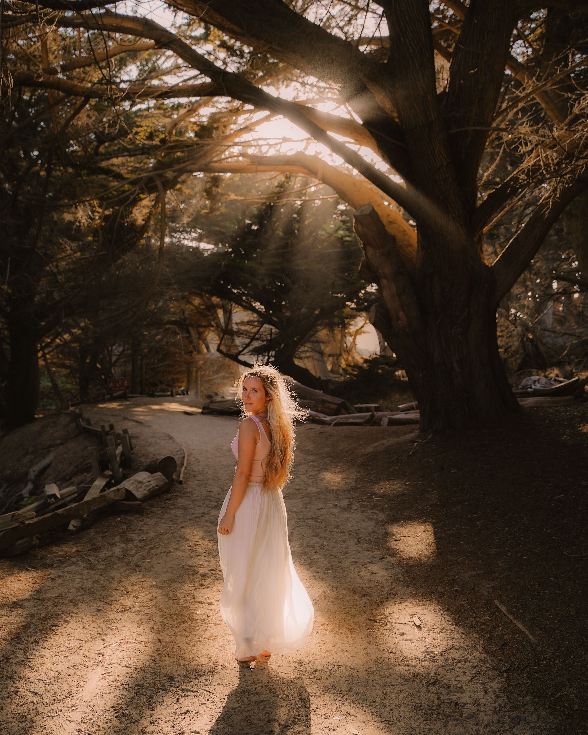 Cypress Tree Tunnel (Pfeiffer Beach)