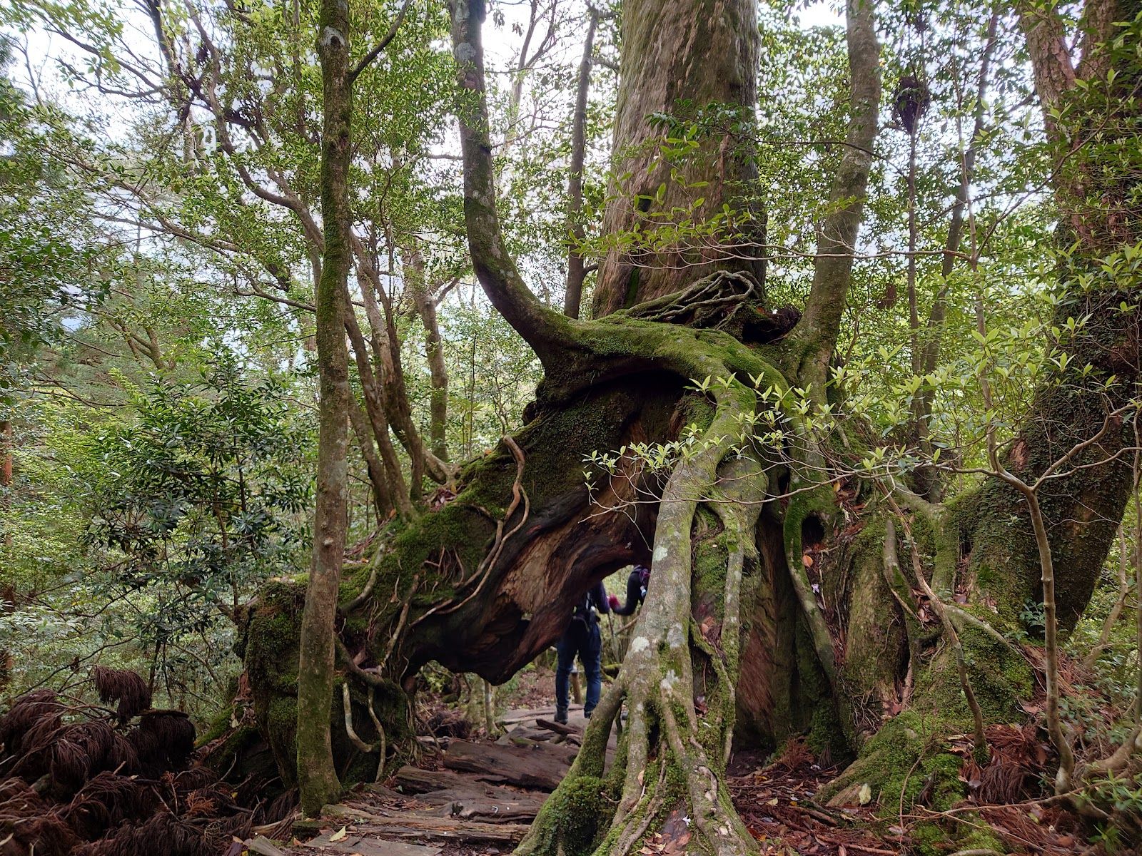 Yakushima Island - Japan - Rexby