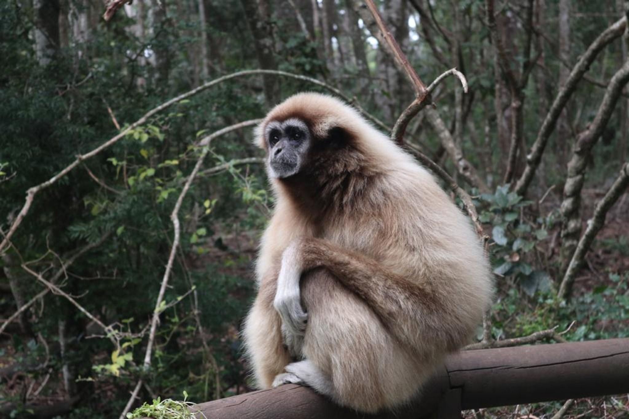 Experience the most amazing monkey sanctuary
