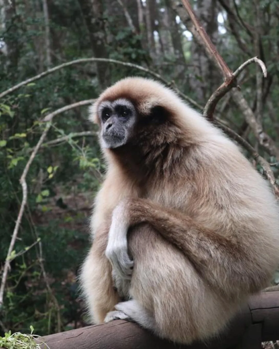 Experience the most amazing monkey sanctuary