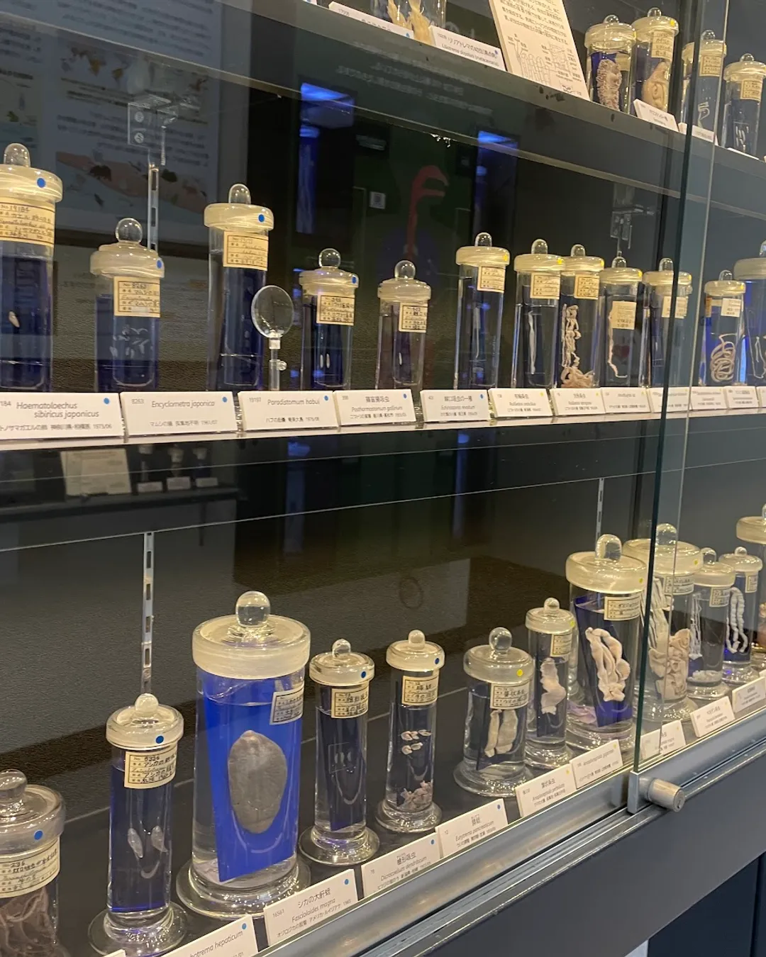 Museo de ciencia parasitaria de Tokio