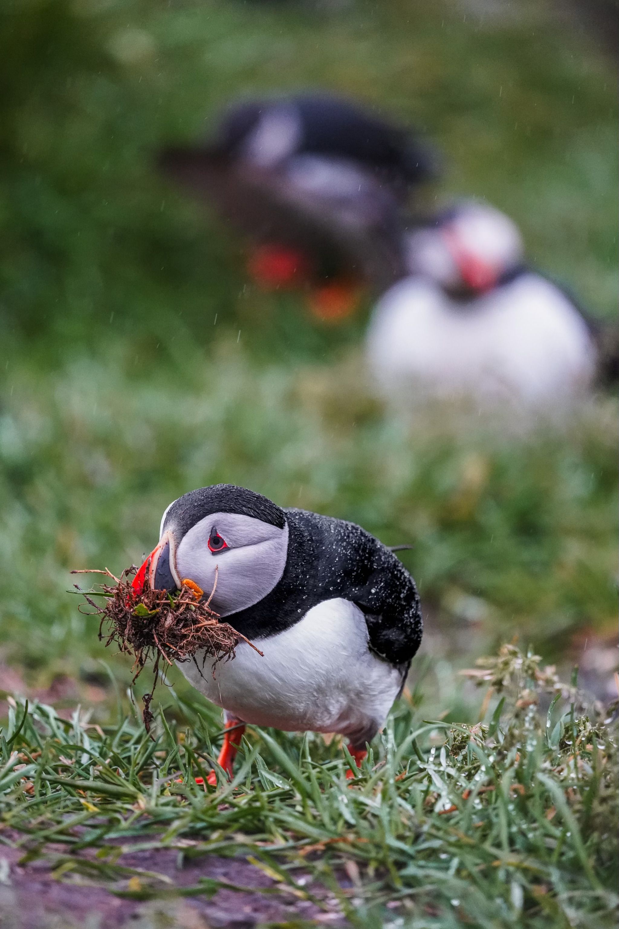 Borgarfjörður eystri