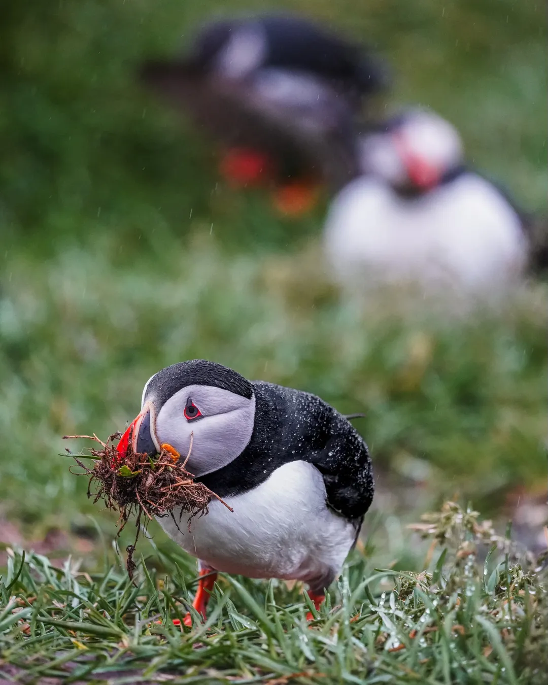 Borgarfjörður eystri