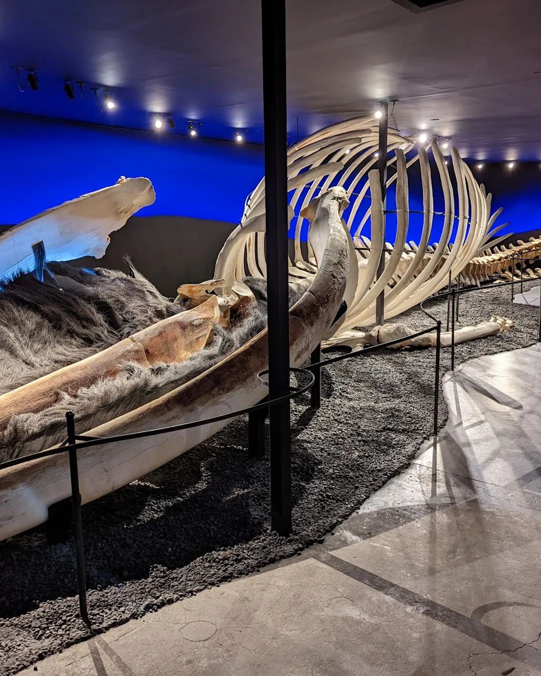 Húsavík Whale Museum