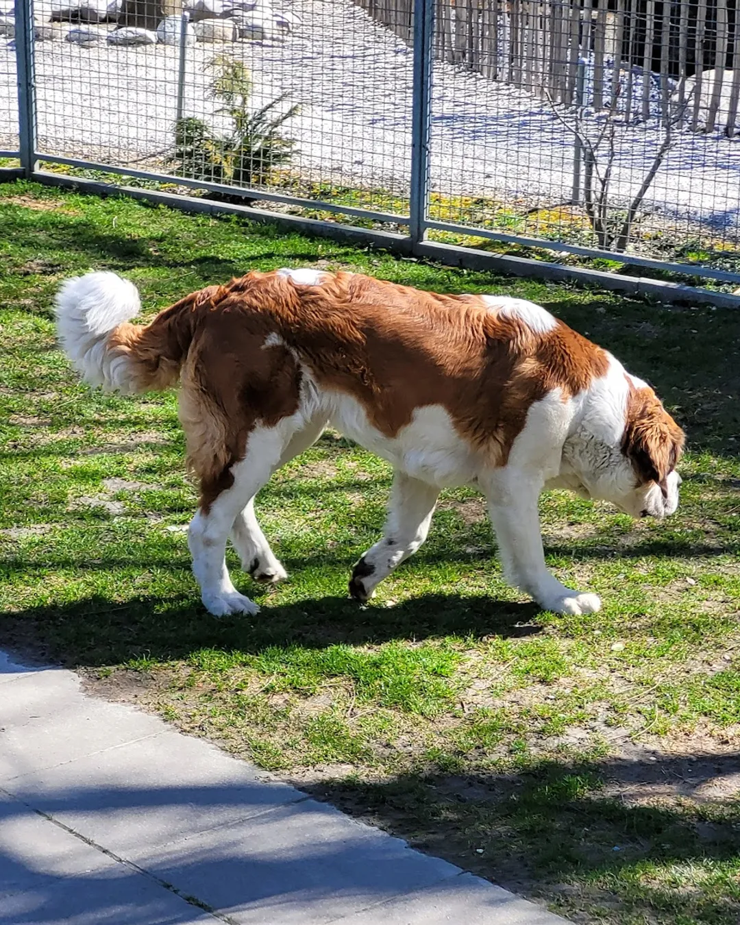 TRAUFFER イヌのバリー Genuine Trauffer bull standing