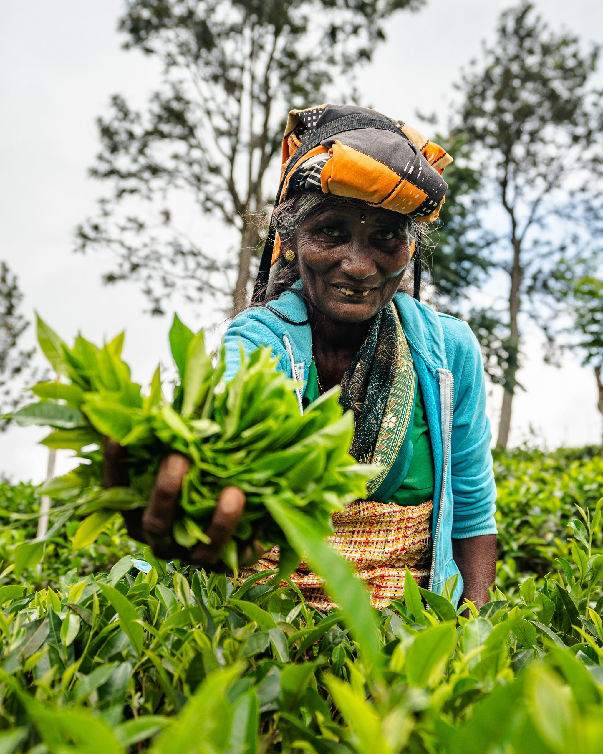 Halpewatte Tea Factory Tour - Uva