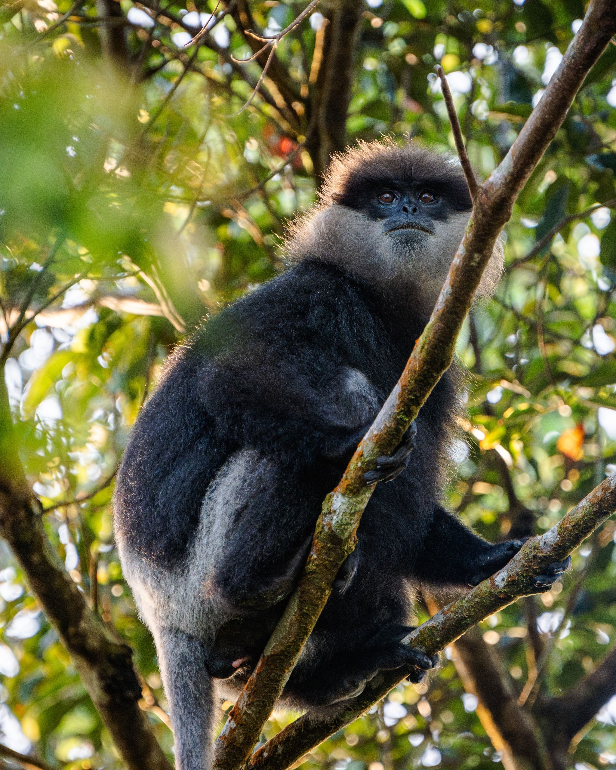 Sinharaja Forest Reserve