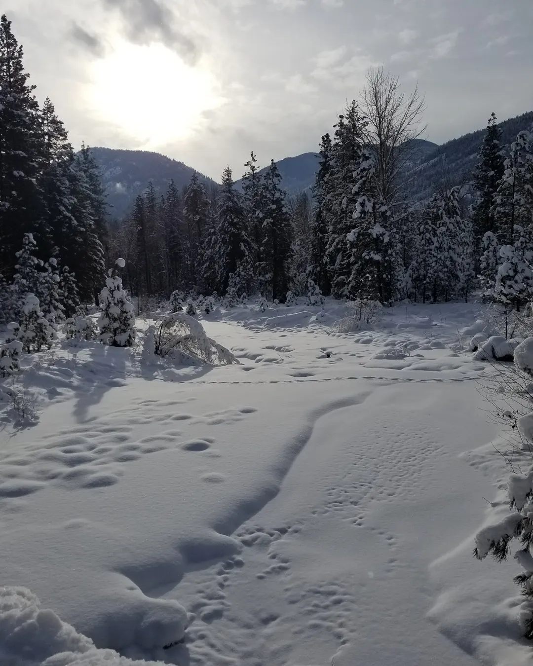 MAZAMA❗️（Legend of the Pacific Northwest) Mazama - Washington, United States - Rexby