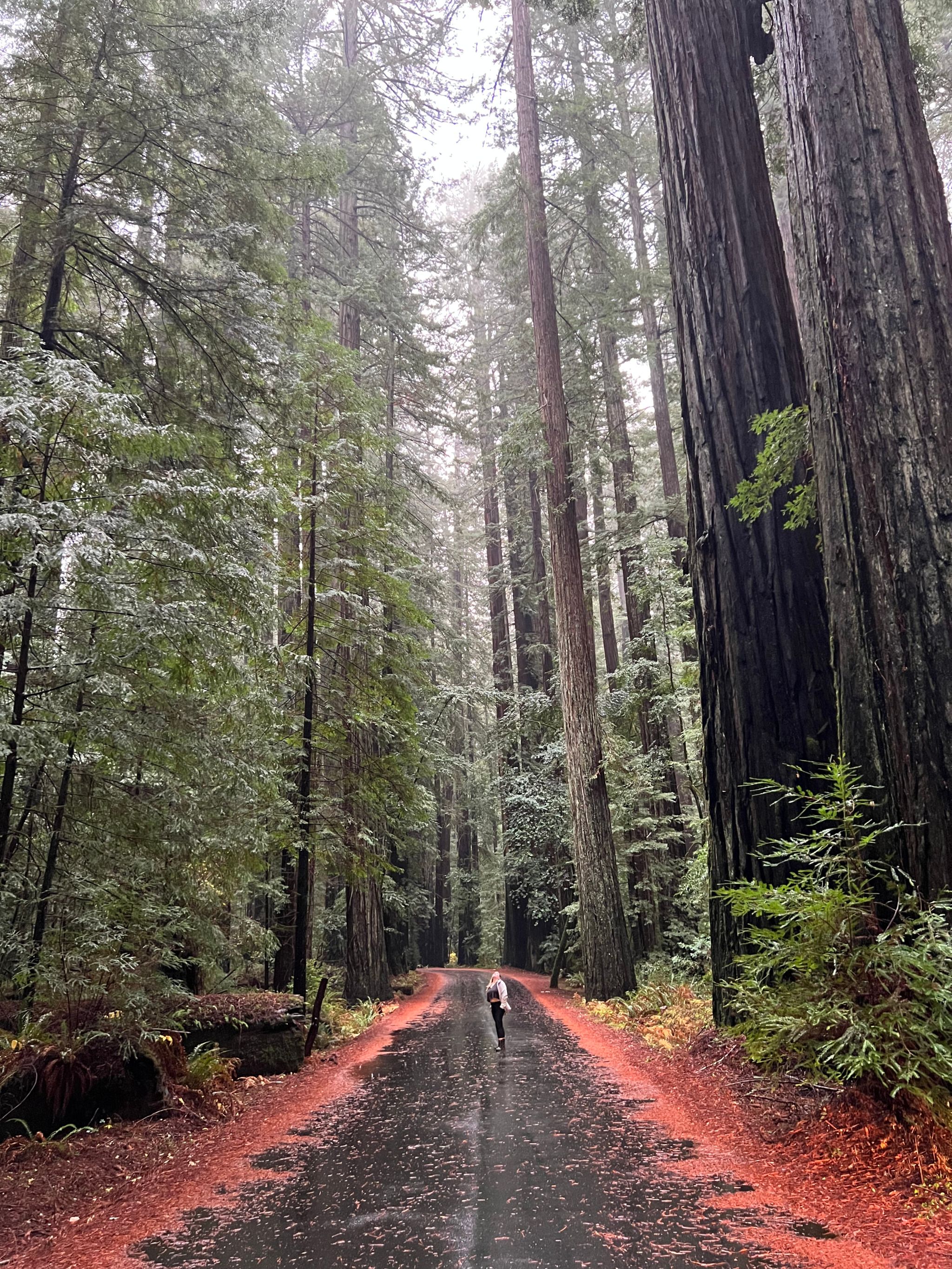 Avenue Of The Giants