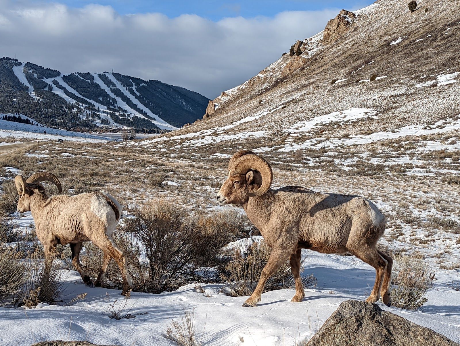 National Elk Refuge