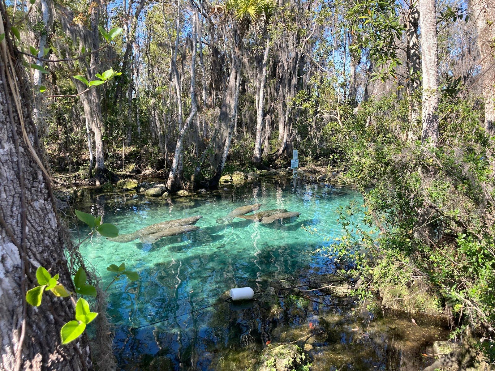 Three Sisters Springs