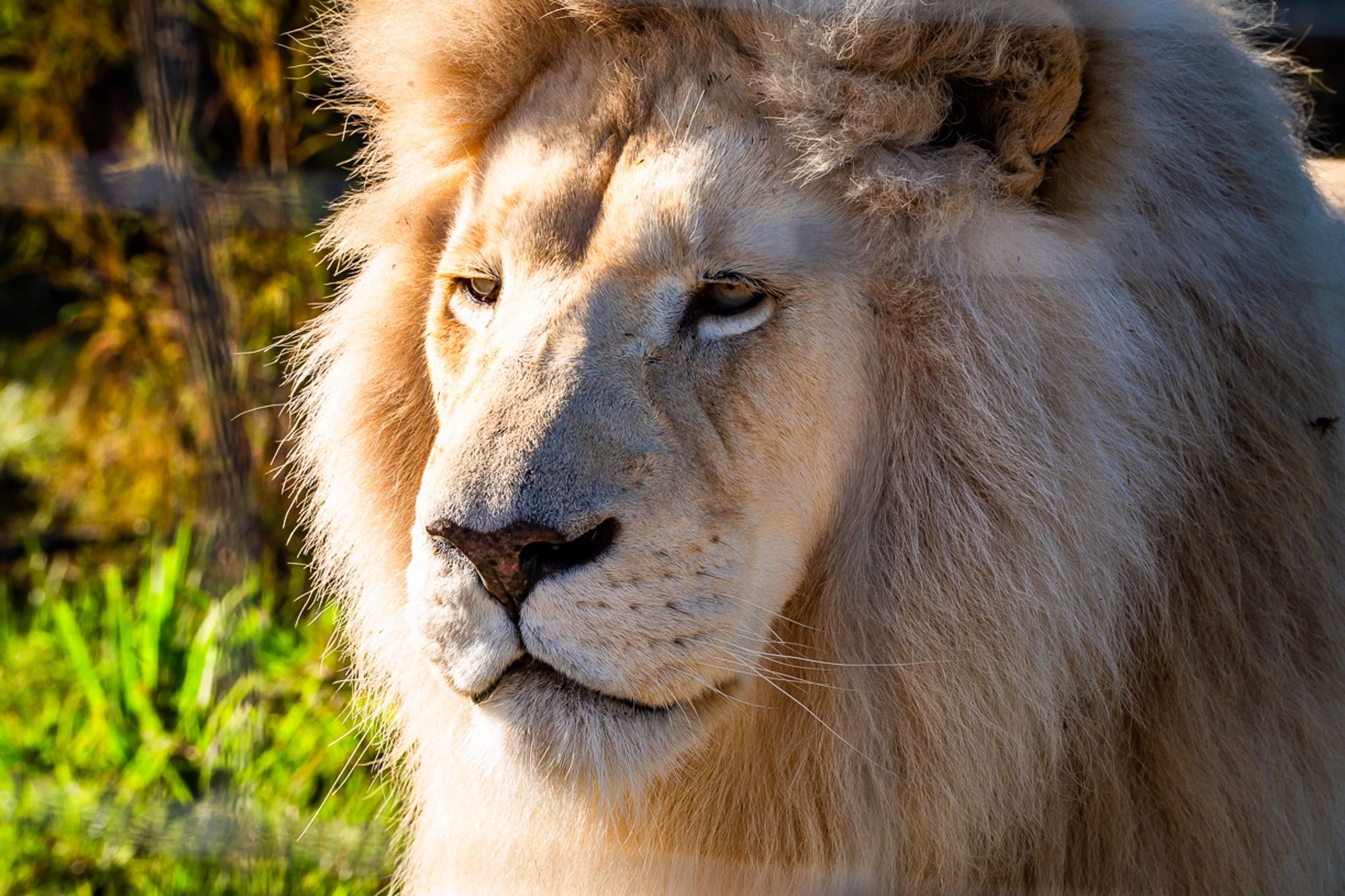 Tenikwa Wildlife Rehabilitation & Awareness Centre