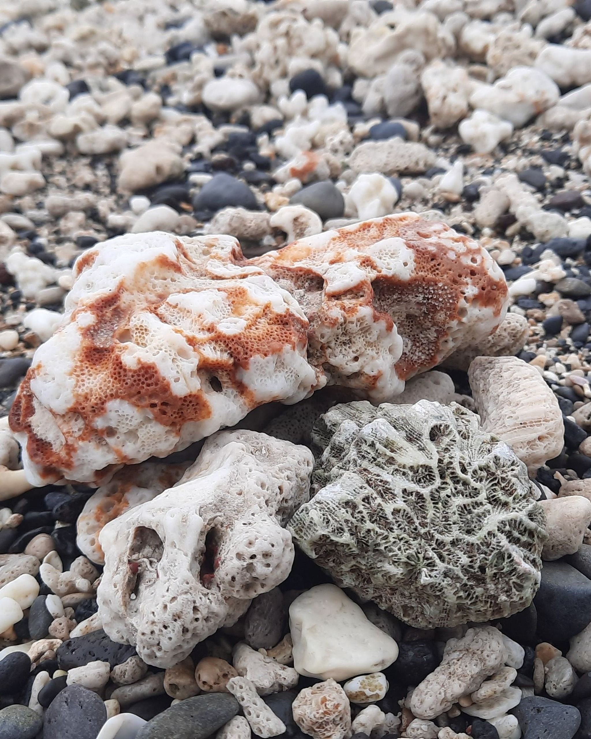 Coral Beach – Next to Kelonia Turtle Rescue Center