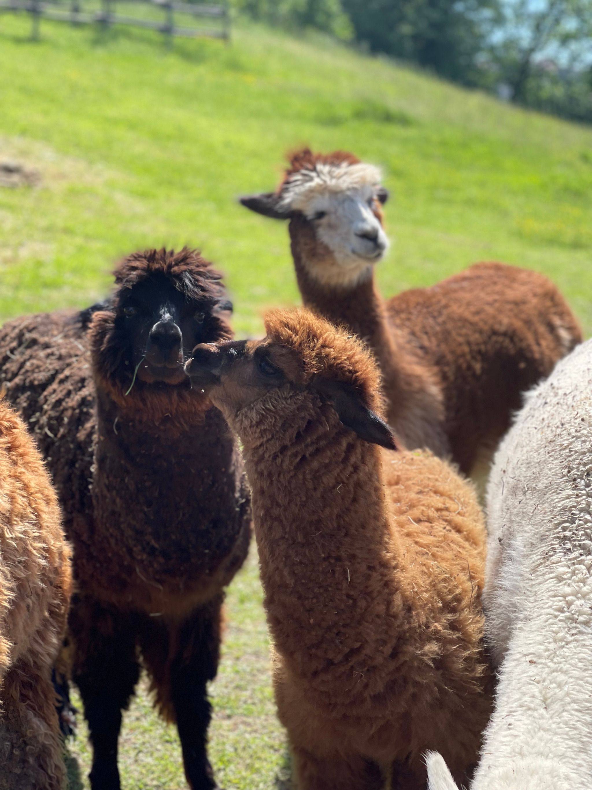 Alpaca Ranch Sabina