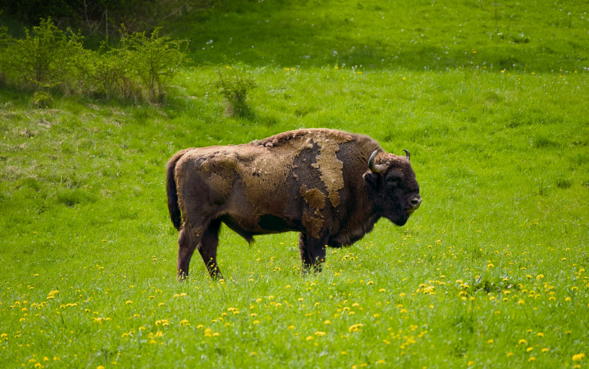 Wisent Thal Welschenrohr