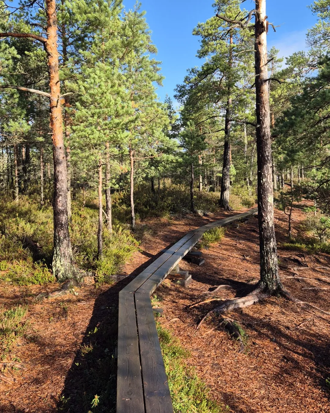 Kurjenrahka National Park